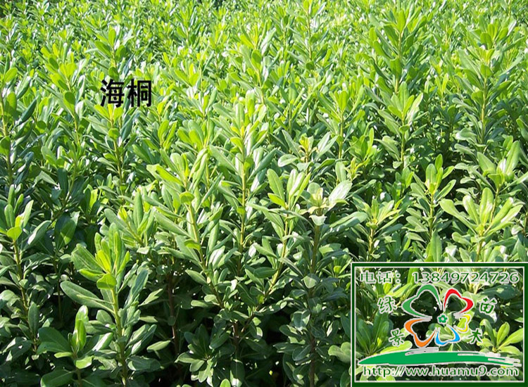 海桐苗