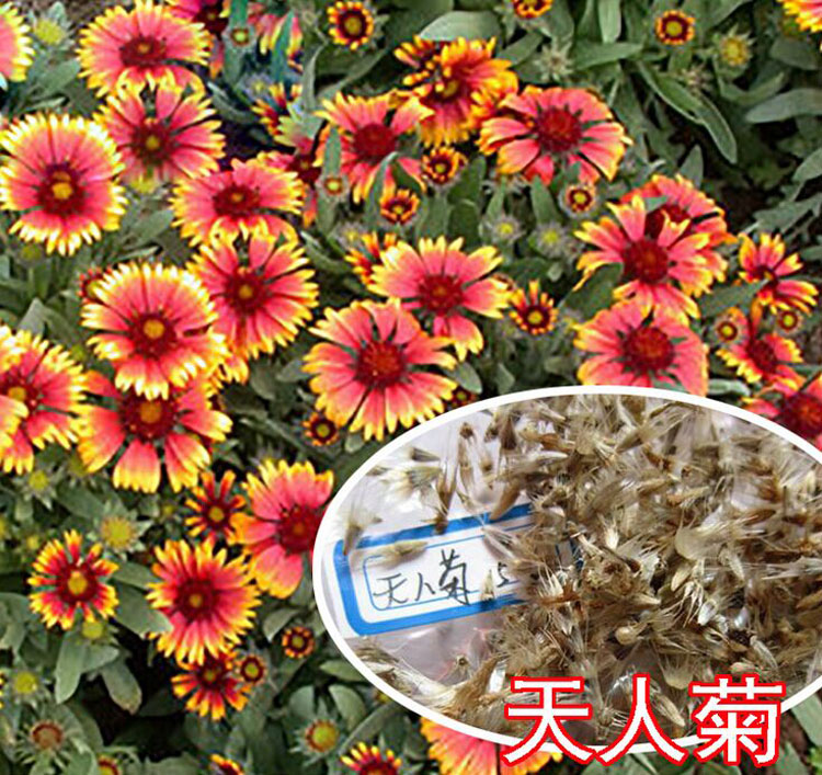 天人菊草花种子